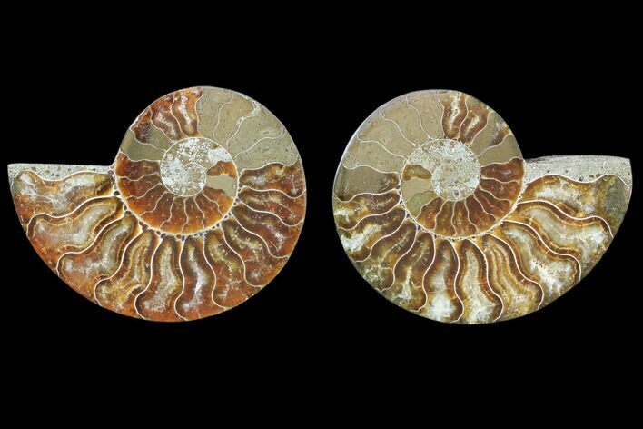 Cut & Polished Ammonite Fossil - Agatized #78398